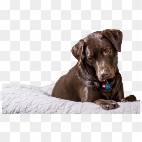 Dog, HD Png Download - chocolate lab png