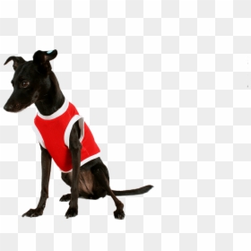 Perro Negro Con Ropa, HD Png Download - chocolate lab png
