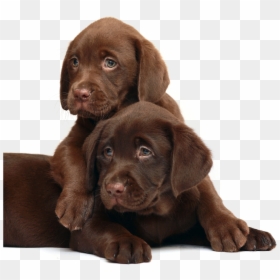 1 - Scottish Fold And Dog, HD Png Download - chocolate lab png