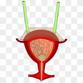 Bladder Anatomy - Bladder Png, Transparent Png - anatomy png