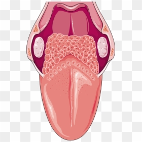 Transparent Tongue Clipart - Nerve Supply Taste Tongue, HD Png Download - anatomy png
