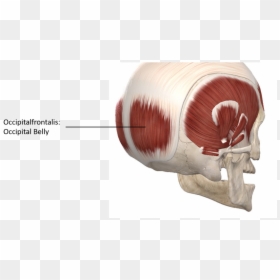 Posterior Lateral View Of The Skull - Venter Occipitalis Muscle Occipitofrontalis, HD Png Download - anatomy png