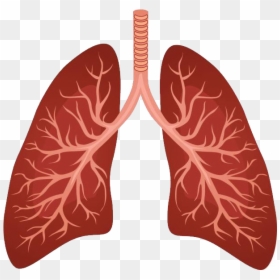 Lungs Png - Human Lungs Clipart, Transparent Png - anatomy png