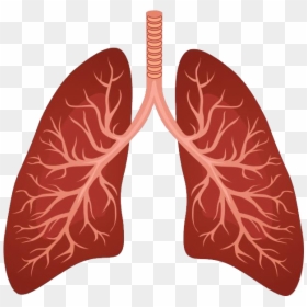 Lungs Png - Human Lungs Clipart, Transparent Png - vhv