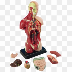 Transparent Anatomy Png - Human Anatomy Model, Png Download - anatomy png