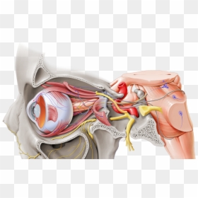 Maxillary Nerve Kenhub, HD Png Download - anatomy png