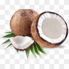 Coconut Png Transparent Images - Dry Coconut, Png Download - coconut clipart png