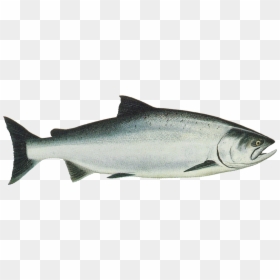 Salmon Png Transparent - Chinook King Salmon, Png Download - fish png image