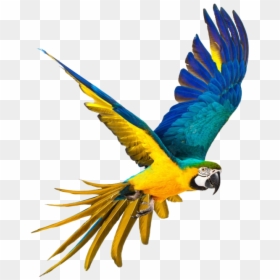 Blue And Yellow Macaw Png, Transparent Png - flying parrot png