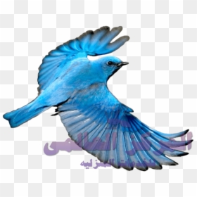 Blue Bird Transparent Background, HD Png Download - flying parrot png