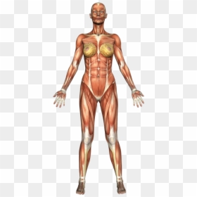 Clip Art Female Muscle Anatomy - Easy Labeled Muscular System, HD Png Download - muscular arm png