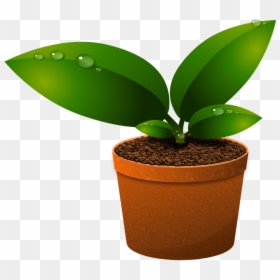 Green Leaves, Plants, Growth, Foliage, Vase, Vegetation - Components Of Ecosystem In Hindi, HD Png Download - green plants png