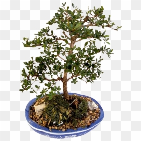 This Product Design Is Bonsai Potted Green Plants About - Sageretia Theezans, HD Png Download - green plants png