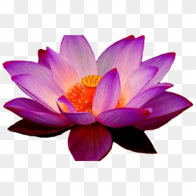 Hawaiian Flower Clipart Clipart & Vector Design - Transparent Purple Lotus Flower, HD Png Download - hawaiian flower vector png