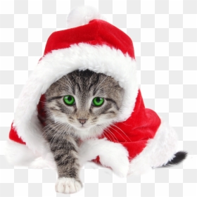 Ineed Files Collection Merry - Transparent Cat Santa Hat, HD Png Download - merry christmas png images
