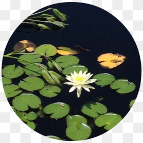 Transparent Lily Pads Png - Water Lily, Png Download - lily pads png