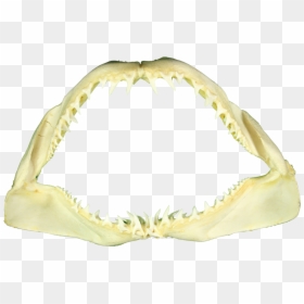 Shark Teeth Png - Mako Shark Jaws For Sale, Transparent Png - shark mouth png