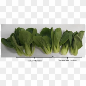 Transparent Bok Choy Png - Tatsoi, Png Download - bok choy png