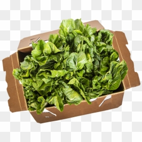 Flowerpot, HD Png Download - bok choy png