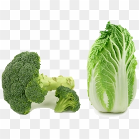 Transparent Kale Clipart - Chinese Vegetables Png, Png Download - bok choy png