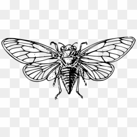 Firefly Black And White Vector Huge Freebie Download - Cicada Clipart Black And White, HD Png Download - lightning bug png