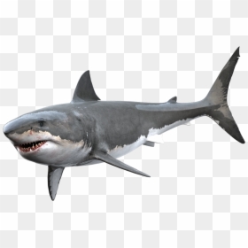 Clipart Shark Great White Shark - Great White Shark Png, Transparent Png - png shark