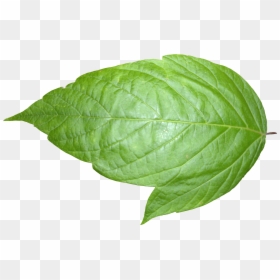 Plant Textures Leaf 06 Png Liberated Pixel Cup Tree - Transparent Transparent Background Leaf Png, Png Download - tree leaf png