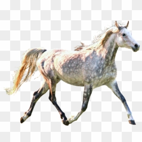 Horse, Trotting, Dapple, Gray, Grey, Equine, Running - Horse, HD Png Download - running horse png
