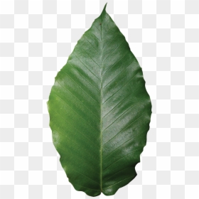 Transparent Beech Tree Clipart - Leaf Of Orange Png, Png Download - tree leaf png