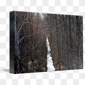 Clip Art Icy Forest - Canoe Birch, HD Png Download - sycamore tree png