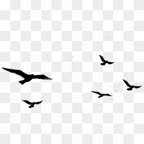 #ftestickers #birds #silhouette #flock #bird #animal - Flock Of Birds Silhouette, HD Png Download - flock of birds silhouette png