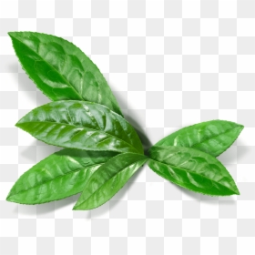 Matcha Leaf Png , Png Download - Matcha Leaf Png, Transparent Png - real weed leaf png