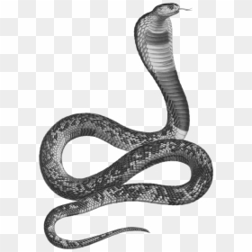 Transparent Cobra Snake Png - Ancient Egypt Asp Snake, Png Download - cobra snake png