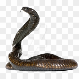 Cobra Snake On A Transparent Background By Prussiaart-dasxw4g - Cobra Snake Side View, HD Png Download - cobra snake png