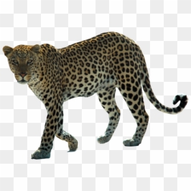 Snow Leopard Arabian Leopard African Leopard Felidae - Arabische Luipaard, HD Png Download - snow png hd