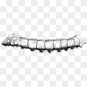Silk Worm, Silk, Bug, Caterpillar, Nature, Insect - Silk, HD Png Download - earthworm png