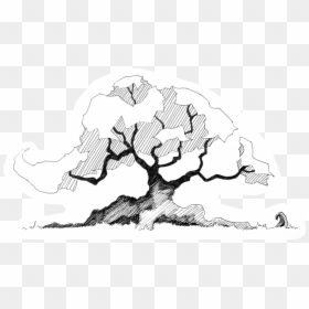 Trees In Plan Png , Png Download - Line Art, Transparent Png - tree in plan png