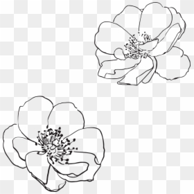Transparent Flower Outline Png, Png Download - spotlight .png