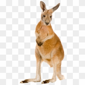 Kangaroo Png, Transparent Png - kangaroo clipart png