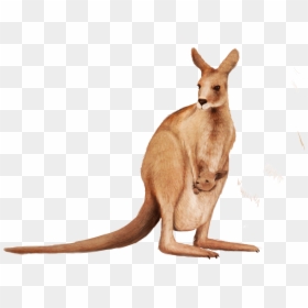 Kangaroo Clipart Matschie"s Tree-kangaroo Wallaby Png - Kangaroo Png, Transparent Png - kangaroo clipart png