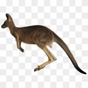 Kangaroo Png Transparent Images - Kangaroo Transparent Background, Png Download - kangaroo clipart png