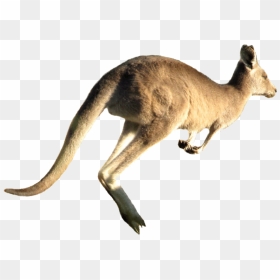 Transparent Kangaroo Clipart Png - Kangaroo Jumping White Background, Png Download - kangaroo clipart png