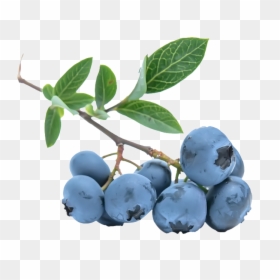 Blueberries Png - Berries Clipart Transparent Background, Png Download - single blueberry png