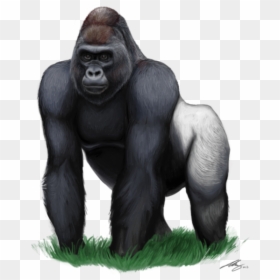 Gorilla Clipart - Gorilla Png, Transparent Png - zoo animals png