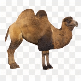 Camel Png - Zoo Tycoon 2 Camel, Transparent Png - zoo animals png