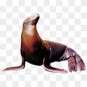 Thumb Image - Sea Lion Transparent Png, Png Download - lion png images
