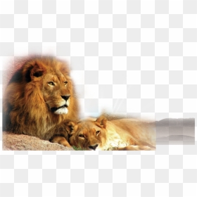 Transparent Lion Cub Clipart - Lion Husband And Wife, HD Png Download - lion png images