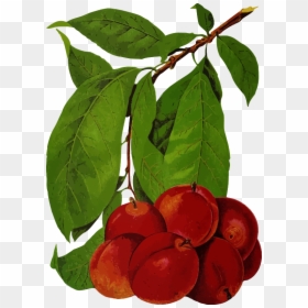 Plums - Fruit Tree, HD Png Download - plums png