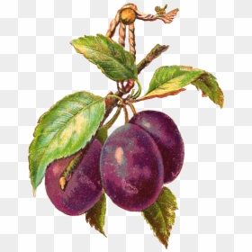 Vintage Sugar Plums Clipart, HD Png Download - plums png