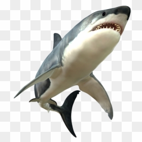 Shark Png Picture - Shark Png Transparent, Png Download - shark png transparent